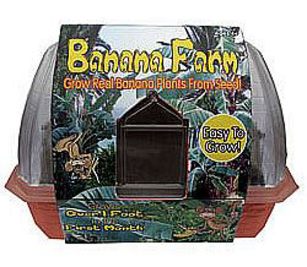 Picture of Banana Farm