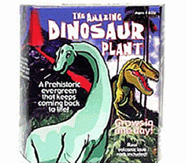 Picture of Dinosaur Plant