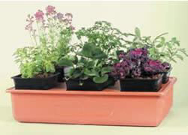Picture of Emily's Garden Hydroponic System