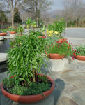 Picture of Terracast Low Bowl Planter - 10" High