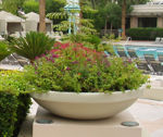 Picture of Terracast Low Bowl Planter - 10" High