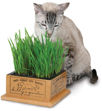 Picture of Kitty's Garden Kit