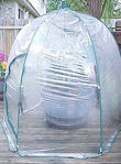 Picture of Four Pack Umbrella Greenhouse - 49" Tall