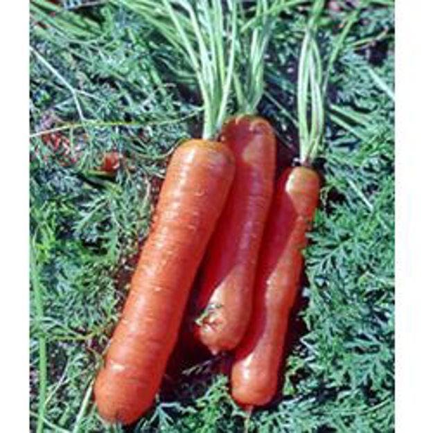 Picture of Seed Packet-Carrot- French Bolero