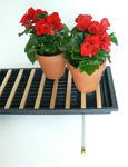 Picture of Black Humidity Plant Tray