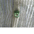 Picture of Plant Hangers - 10 ct. (Snap & Grow only)