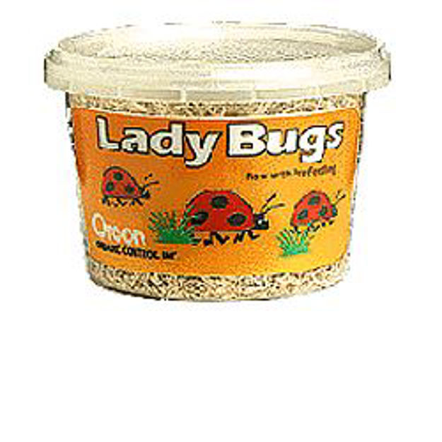 Picture of 4,500 Live LadyBugs - Beneficial Insects