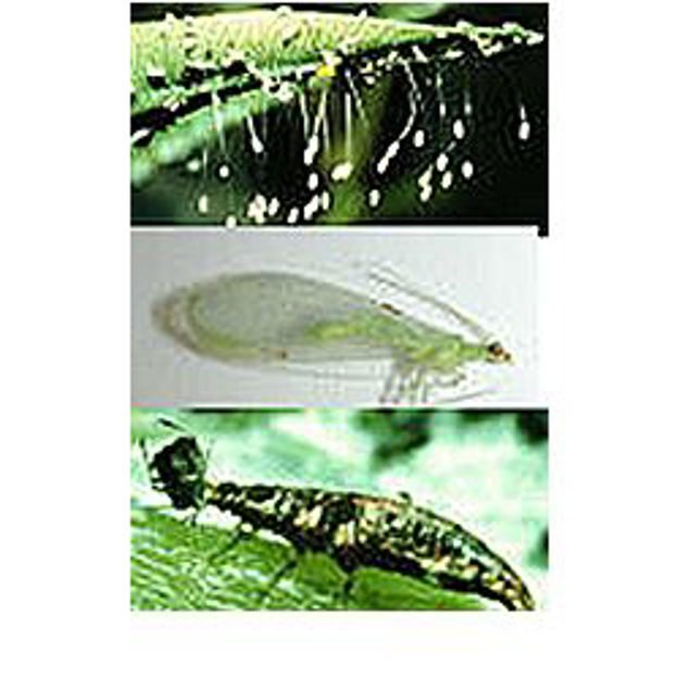 Picture of 1,000 Live Green Lacewings - Beneficial Insects