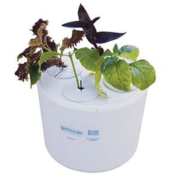 Picture of Daisy Cloner - 4 site