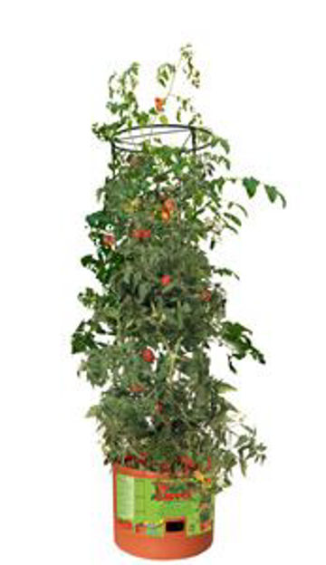 Picture of Tomato Barrel w/ 4' Tower