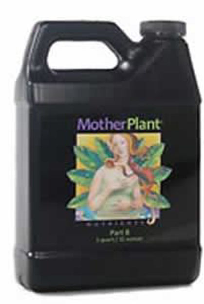 Picture of MotherPlant B Qt