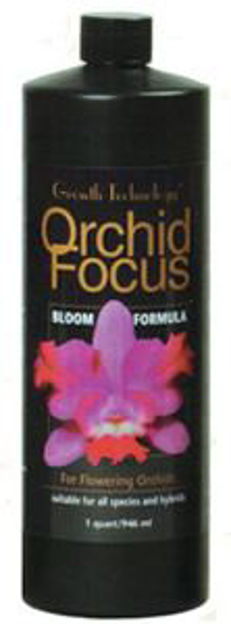 Picture of Orchid Focus Bloom qt