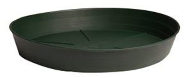 Picture of Green Premium Saucer 6", pack of 25