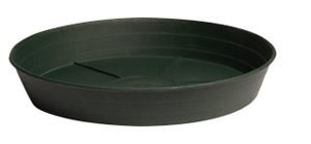 Picture of Green Premium Saucer 8", pack of 25