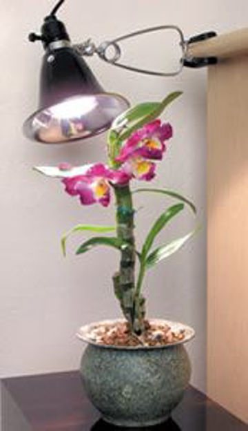 Picture of Agrosun Dayspot Grow Light Kit, 60W