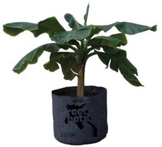 Picture of 2 Gal Root Pot, 8.5"x8.5"