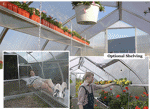 Picture of Riga IVs The Deluxe Onion Greenhouse