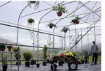 Picture of Majestic Greenhouse 20'W x 48'L Drop Down w/Film